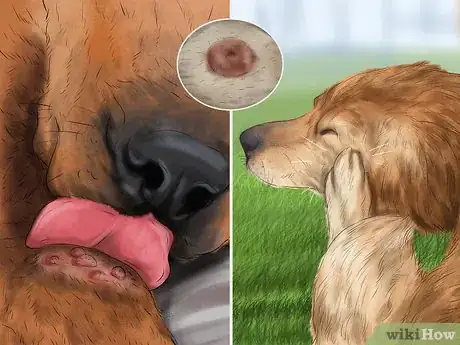 Image titled Diagnose Skin Masses on Dogs Step 4