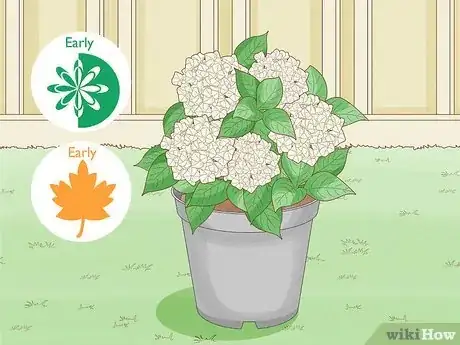 Image titled Grow Hydrangeas Step 2