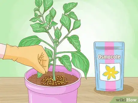 Image titled Grow Bell Peppers Step 10