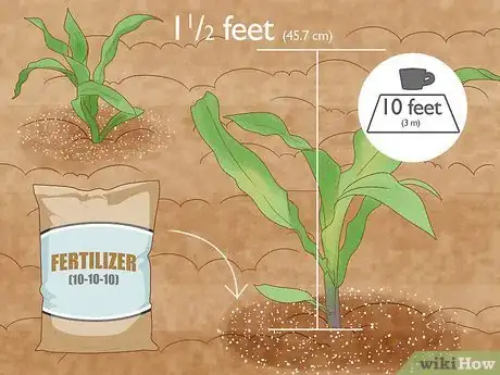 Image titled Grow Sweet Corn Step 12