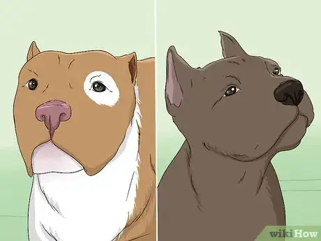 Image titled Identify a Pitbull Step 11