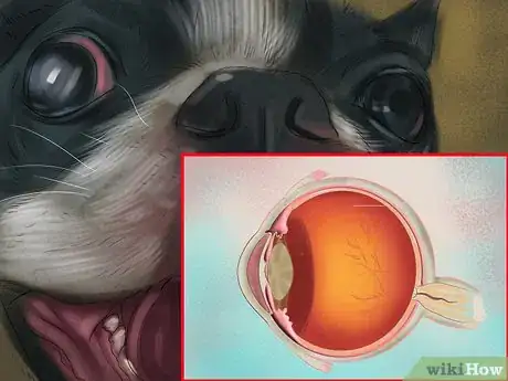 Image titled Diagnose Eye Problems in Boston Terriers Step 7