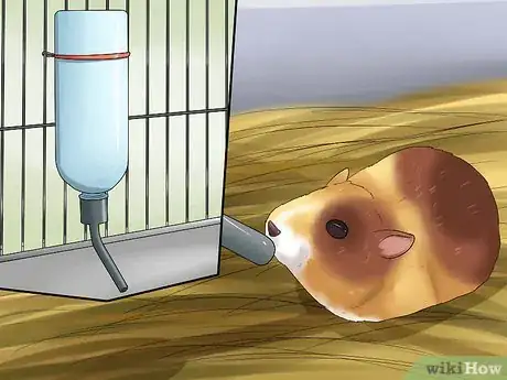 Image titled Tell if a Dwarf Hamster Is Obese Step 7