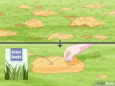 Image titled Stop Dog Pee from Killing Grass Step 9