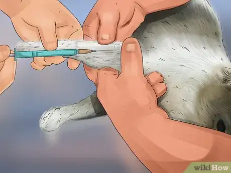 Image titled Know if Your Cat Has Kidney Issues Step 9
