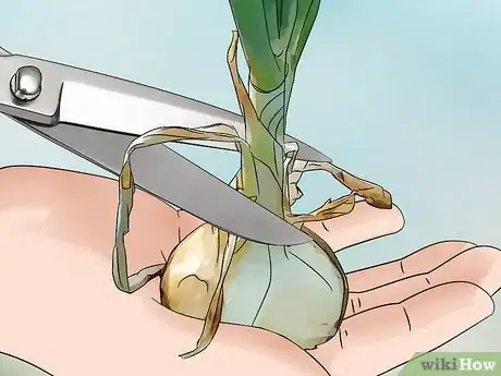 Image titled Grow Sweet Onions Step 15