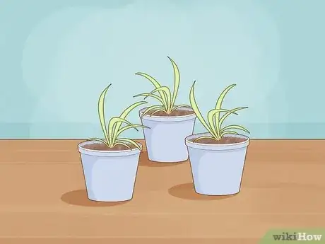 Image titled Propagate Baby Spider Plants Step 5