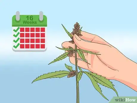 Image titled Harvest Hemp Step 6