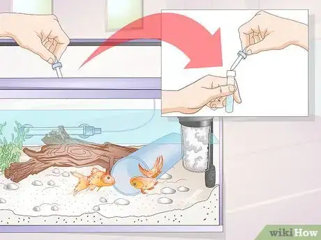 Image titled Introduce a Pleco to a Goldfish Tank Step 7