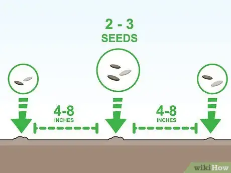 Image titled Grow Butter Lettuce Step 3