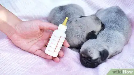 Image titled Take Care of a Weak Newborn Puppy Step 8