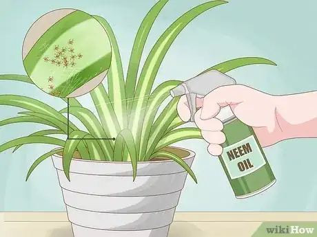 Image titled Care for a Spider Plant Step 10