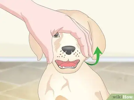 Image titled Get Your Dog to Take Its Medicine Step 11