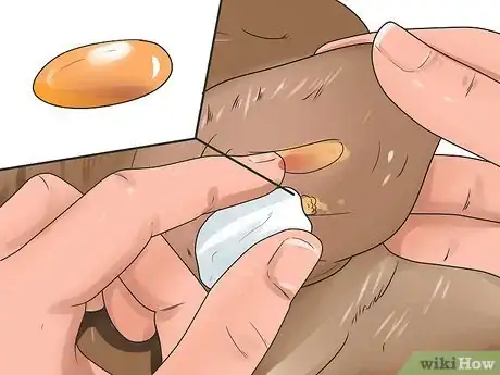 Image titled Remove Warts on Dogs Step 10