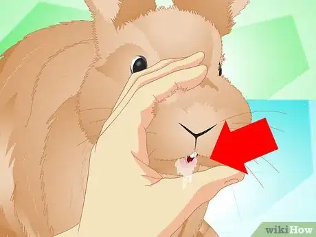 Image titled Determine if Your Rabbit Is Sick Step 14