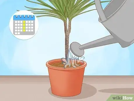 Image titled Grow Dracaena Marginata Step 9