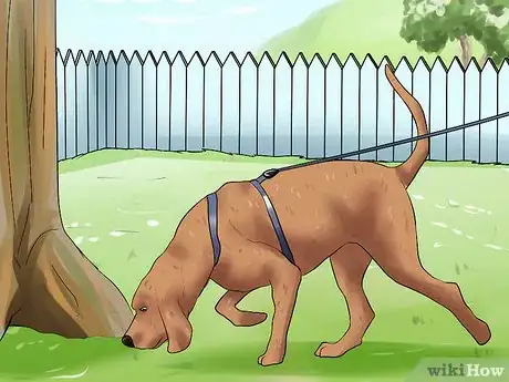 Image titled Keep Pet Urine from Damaging Lawn Step 9