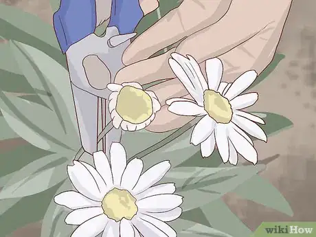 Image titled Care for Daisies Step 19