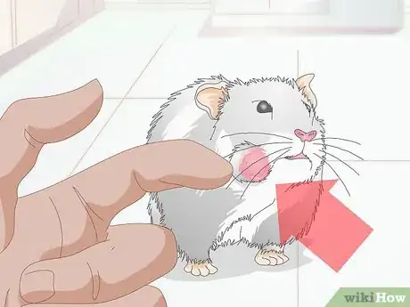 Image titled Treat Cheek Abscesses in Hamsters Step 1