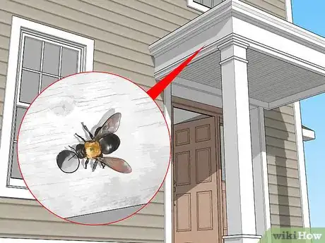 Image titled Identify Carpenter Bees Step 5