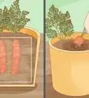 Grow Carrots in Pots