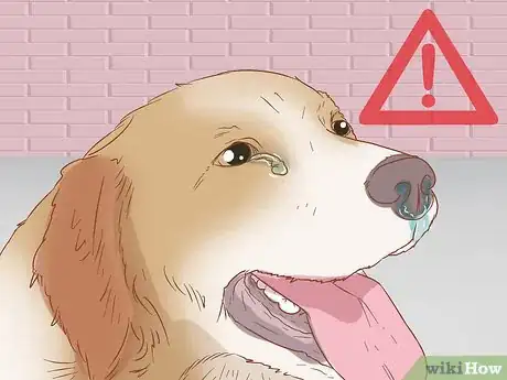 Image titled Remove Sticky Barbed Seeds from Your Dog's Fur Coat Step 10