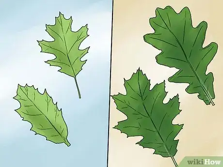 Image titled Identify Oak Leaves Step 7