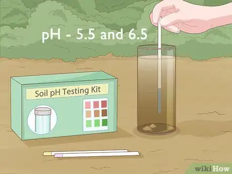 Image titled Grow Macadamia Nuts Step 3