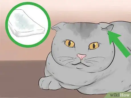 Image titled Take Care of a Scottish Fold Step 6