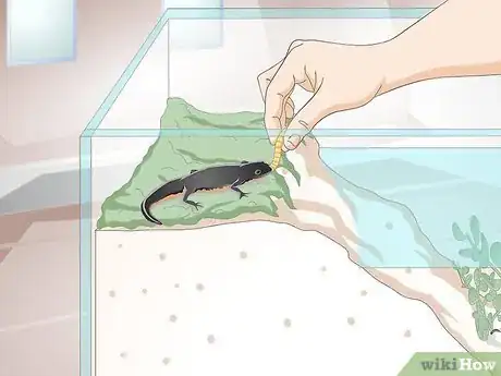 Image titled Care for Salamanders Step 16