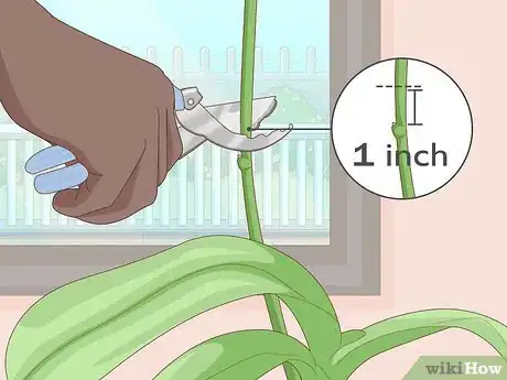 Image titled Get Orchids to Rebloom Step 4