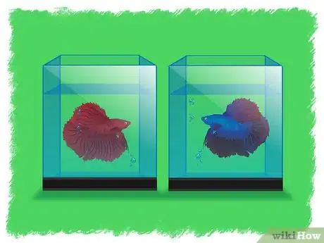 Image titled Breed Betta Fish Step 3