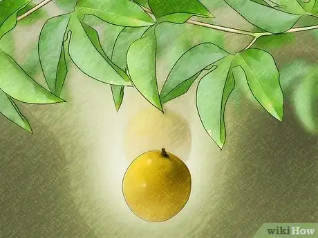 Image titled Tell if a Passion Fruit Is Ripe Step 4