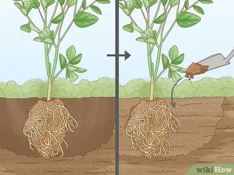 Image titled Grow Citrus Fruits Step 6