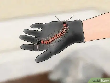 Image titled Care for a Centipede Step 12