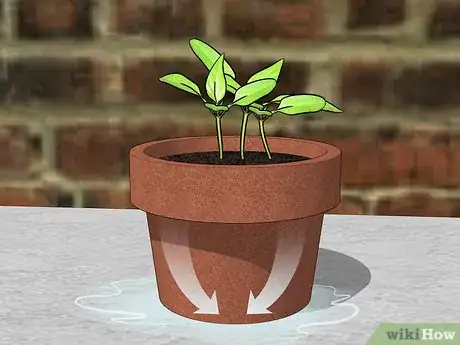 Image titled Grow Mini Peppers from Seed Step 11