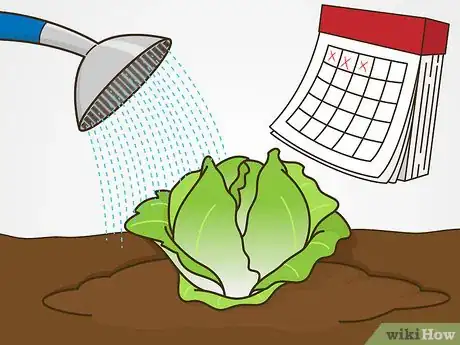 Image titled Grow Iceberg Lettuce Step 13