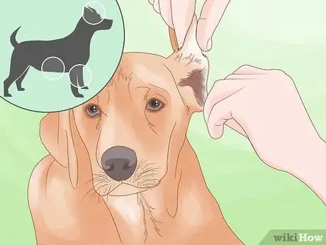 Image titled Diagnose and Treat Your Dog's Itchy Skin Problems Step 7