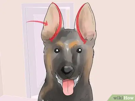 Image titled Tape Up Stubborn German Shepherd Puppy Ears Step 1