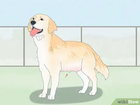 Image titled Unstick a Dog After Mating Step 7