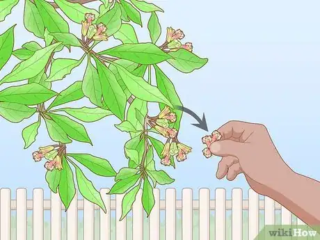 Image titled Grow Cloves Step 15