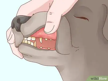 Image titled Increase Appetite in Dogs Step 13