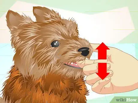 Image titled Keep Your Yorkie's Teeth Clean Step 3