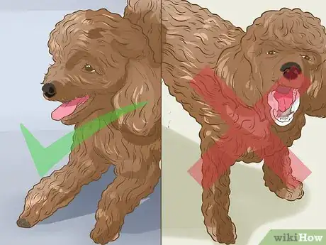 Image titled Choose a Poodle for Breeding Step 8