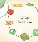 Grow Cauliflower