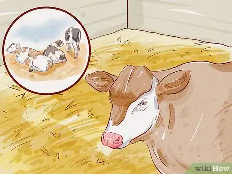 Image titled Treat and Prevent Bloat in Cattle Step 8