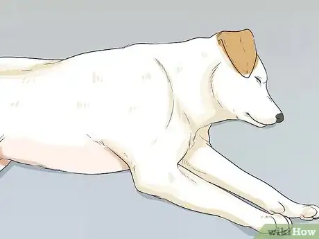 Image titled Help Your Dog Recover from Surgery Step 18