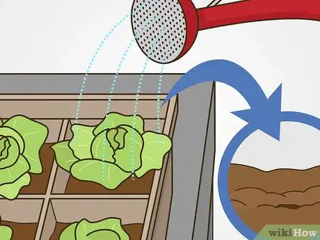 Image titled Grow Iceberg Lettuce Step 10