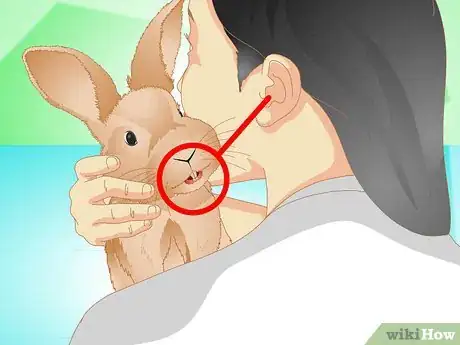 Image titled Determine if Your Rabbit Is Sick Step 16