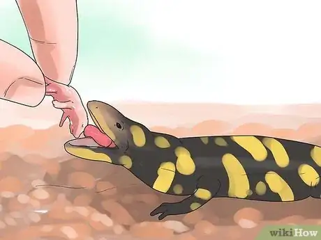 Image titled Care for Salamanders Step 14